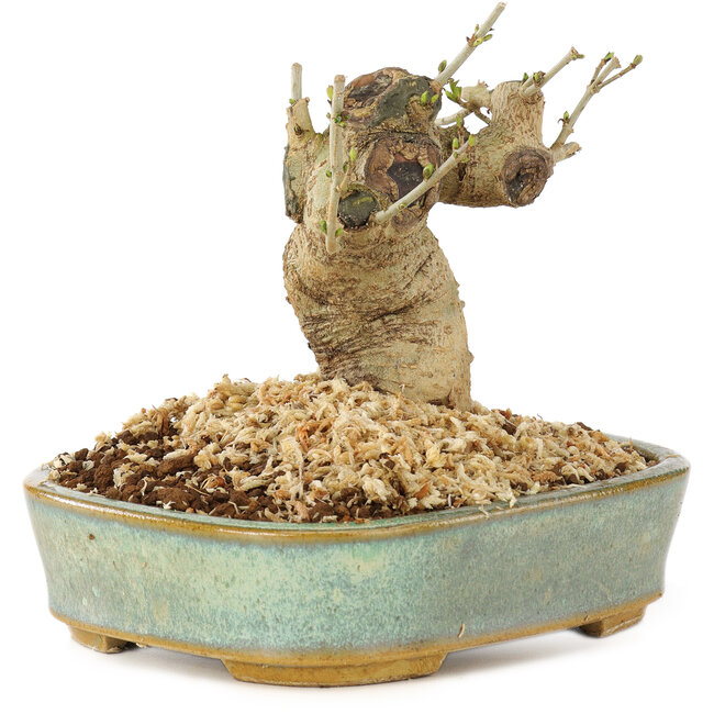 Ligustrum, 9 cm, ± 10 ans