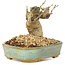 Ligustrum, 9 cm, ± 10 Jahre alt
