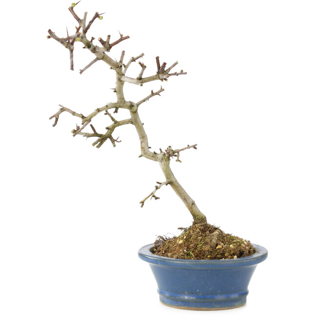 Crataegus cuneata, 23 cm, ± 7 Jahre alt