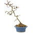 Crataegus cuneata, 23 cm, ± 7 Jahre alt