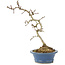 Crataegus cuneata, 23 cm, ± 7 Jahre alt