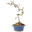 Crataegus cuneata, 23 cm, ± 7 Jahre alt