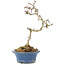 Crataegus cuneata, 23 cm, ± 7 Jahre alt