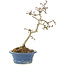 Crataegus cuneata, 23 cm, ± 7 Jahre alt