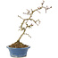 Crataegus cuneata, 23 cm, ± 7 ans