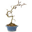Crataegus cuneata, 23 cm, ± 7 Jahre alt