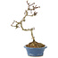 Crataegus cuneata, 23 cm, ± 7 Jahre alt
