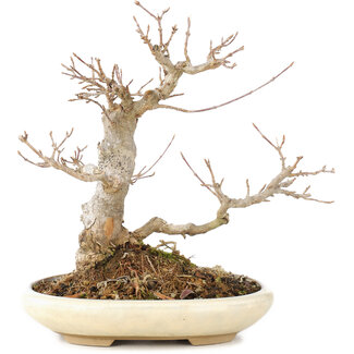 Acer buergerianum, 21 cm, ± 15 años