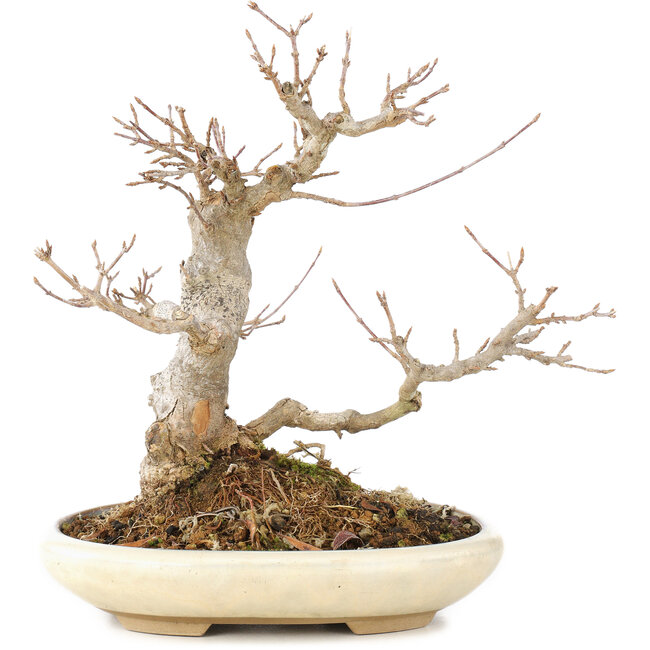 Acer buergerianum, 21 cm, ± 15 años