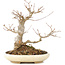 Acer buergerianum, 21 cm, ± 15 años