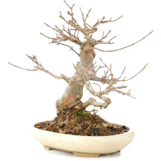 Acer buergerianum, 21 cm, ± 15 jaar oud
