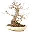 Acer buergerianum, 21 cm, ± 15 años