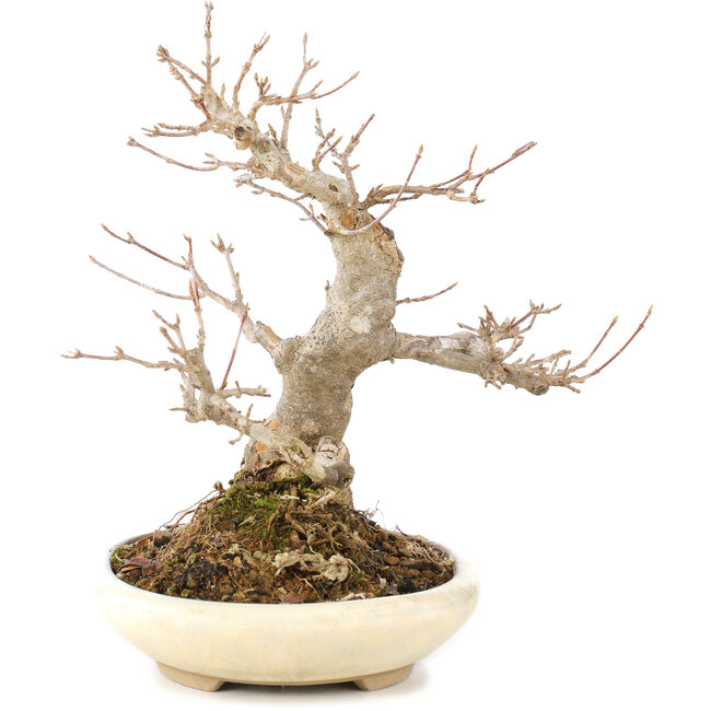 Acer buergerianum, 21 cm, ± 15 Jahre alt