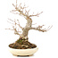 Acer buergerianum, 21 cm, ± 15 años