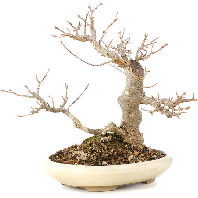 Acer buergerianum, 21 cm, ± 15 anni
