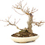 Acer buergerianum, 21 cm, ± 15 años