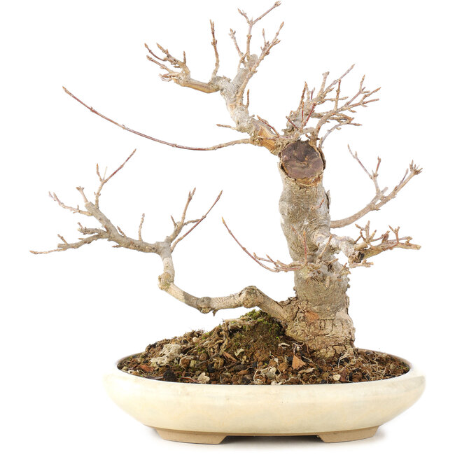 Acer buergerianum, 21 cm, ± 15 years old