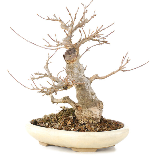 Acer buergerianum, 21 cm, ± 15 ans