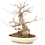 Acer buergerianum, 21 cm, ± 15 años