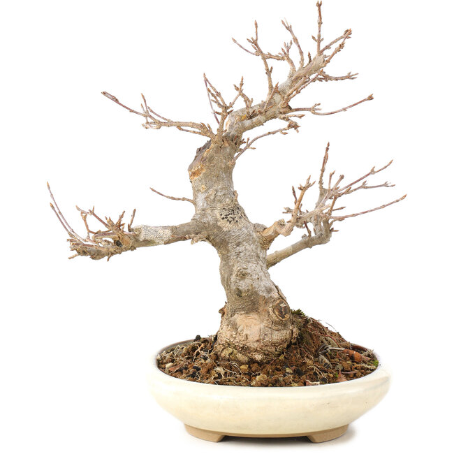 Acer buergerianum, 21 cm, ± 15 Jahre alt