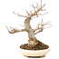Acer buergerianum, 21 cm, ± 15 años