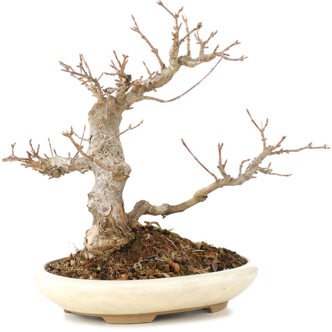 Acer buergerianum, 21 cm, ± 15 ans