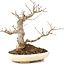 Acer buergerianum, 21 cm, ± 15 años