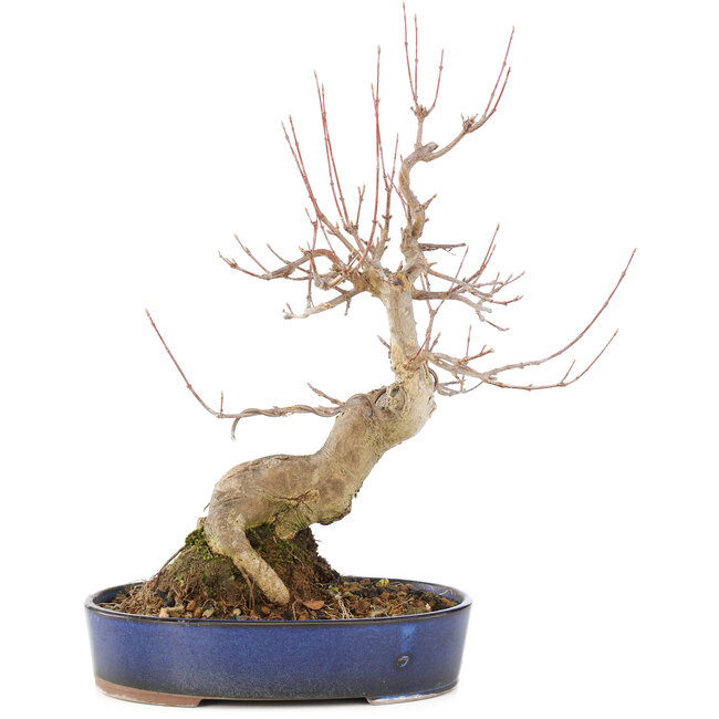 Acer buergerianum, 30 cm, ± 15 años