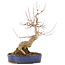 Acer buergerianum, 30 cm, ± 15 años