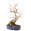 Acer buergerianum, 30 cm, ± 15 años