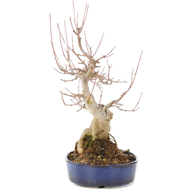 Acer buergerianum, 30 cm, ± 15 Jahre alt