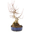 Acer buergerianum, 30 cm, ± 15 años