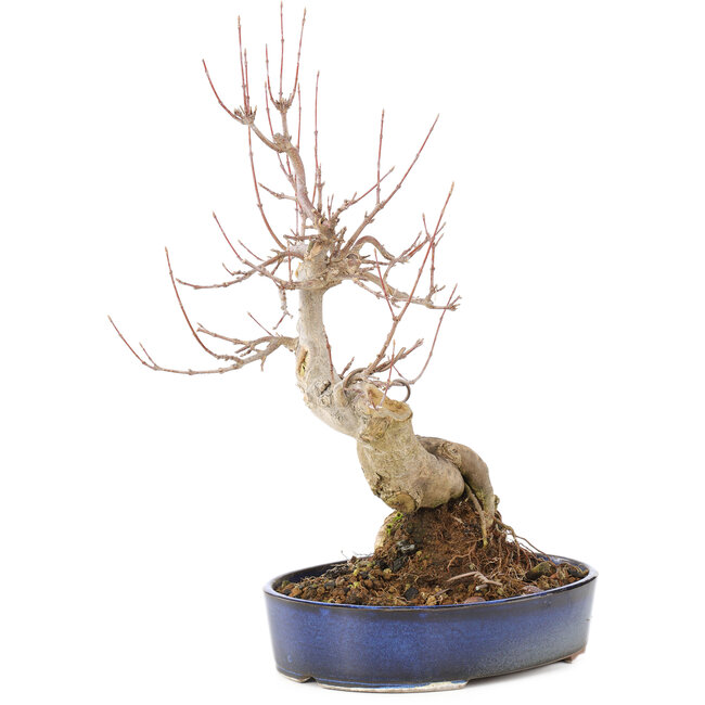 Acer buergerianum, 30 cm, ± 15 Jahre alt