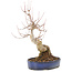 Acer buergerianum, 30 cm, ± 15 años