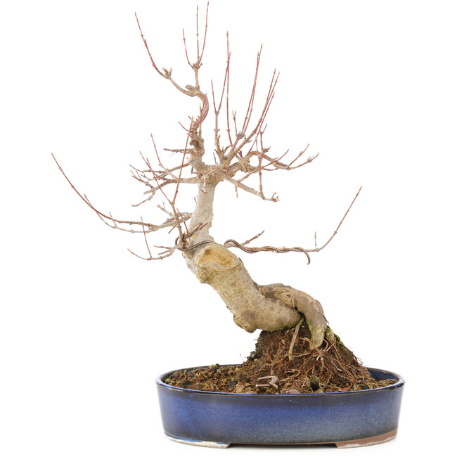 Acer buergerianum, 30 cm, ± 15 ans