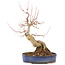 Acer buergerianum, 30 cm, ± 15 años