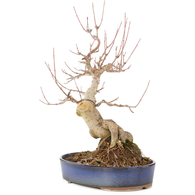 Acer buergerianum, 30 cm, ± 15 years old