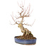 Acer buergerianum, 30 cm, ± 15 años