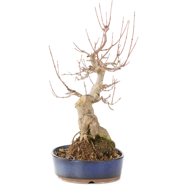 Acer buergerianum, 30 cm, ± 15 Jahre alt