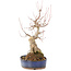 Acer buergerianum, 30 cm, ± 15 años