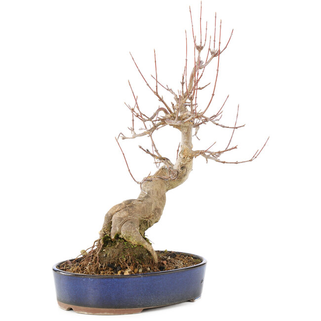 Acer buergerianum, 30 cm, ± 15 years old