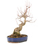Acer buergerianum, 30 cm, ± 15 años