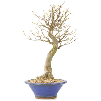 Acer buergerianum, 27 cm, ± 10 ans