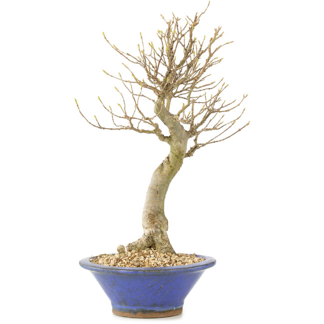 Acer buergerianum, 27 cm, ± 10 años