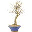Acer buergerianum, 27 cm, ± 10 años