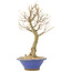 Acer buergerianum, 27 cm, ± 10 Jahre alt