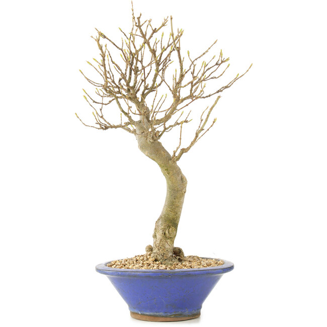 Acer buergerianum, 27 cm, ± 10 ans