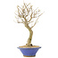 Acer buergerianum, 27 cm, ± 10 Jahre alt
