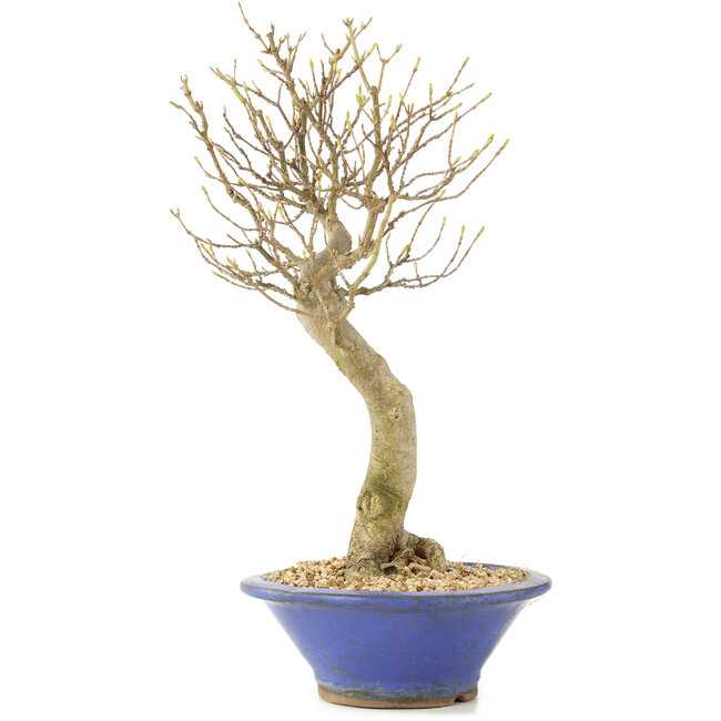 Acer buergerianum, 27 cm, ± 10 years old