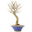 Acer buergerianum, 27 cm, ± 10 años